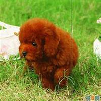 可爱狗头像高清大图