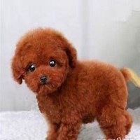 可爱狗狗头像个性签名