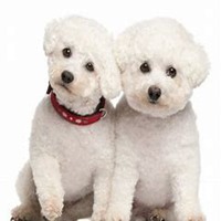 可爱狗狗头像个性签名