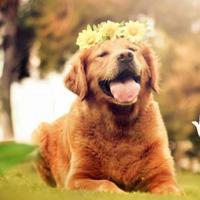 可爱狗狗头像加表情