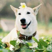 可爱狗狗头像加表情