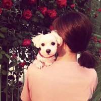 可爱狗狗头像二次元