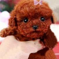 可爱狗狗头像二次元