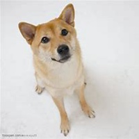 可爱狗头像一左一右