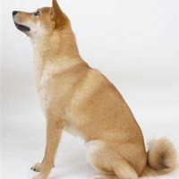 可爱狗头像漫画