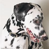 可爱狗狗头像个性签名