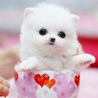 可爱狗头像情侣头像