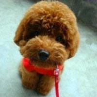 动漫可爱狗头像可爱