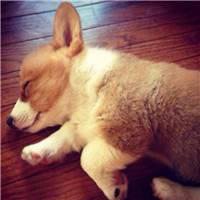 可爱狗狗头像博美犬