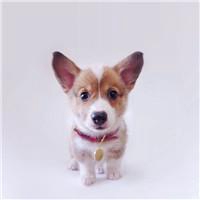 可爱狗头像漫画