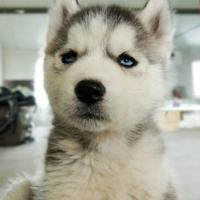 q版超可爱狗狗头像