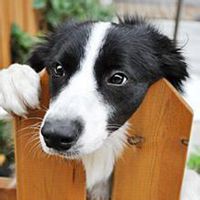 可爱狗狗头像高清