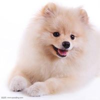 可爱狗头像情侣头像