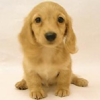 可爱狗头像漫画可爱