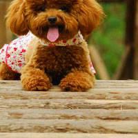 可爱狗头像高清大图