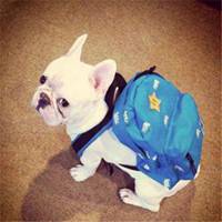 可爱狗头像中华田园犬