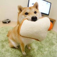 可爱狗狗头像可爱