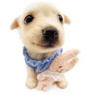 可爱狗狗头像图