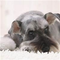 可爱狗头像高清