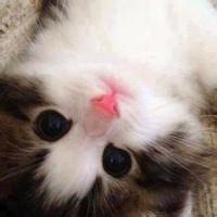 q版超可爱狗狗头像