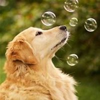 可爱狗狗头像高清