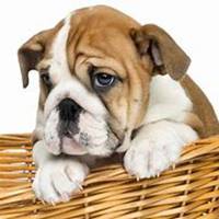 动漫可爱狗头像可爱