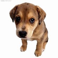 q版超可爱狗狗头像