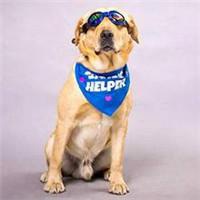 可爱狗狗头像下载