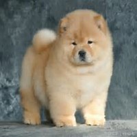 微信可爱狗狗头像一对