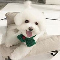 可爱狗头像高清大图