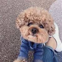 可爱狗狗头像微信头像