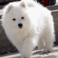 可爱狗狗头像加表情