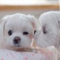 可爱狗头像漫画