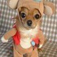 可爱狗头像高清