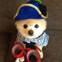 可爱狗狗头像个性网