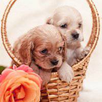 可爱狗狗头像个性签名