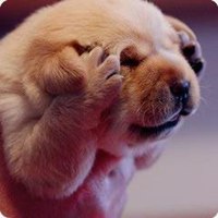 可爱狗狗头像+微信