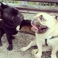 可爱狗头像漫画可爱