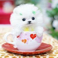 可爱狗头像漫画可爱