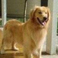 可爱狗狗头像情侣头像