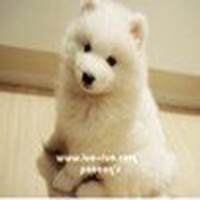 本命年可爱狗狗头像