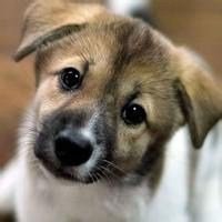 可爱狗狗头像加表情