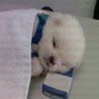 可爱狗头像高清