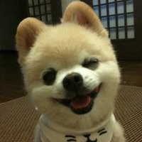 可爱狗狗头像+微信