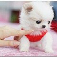 阳光可爱狗狗头像高清