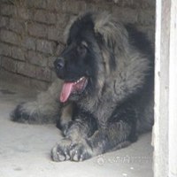 可爱狗狗头像二次元