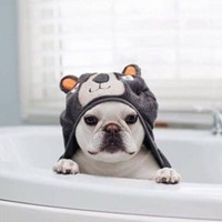 可爱狗头像中华田园犬