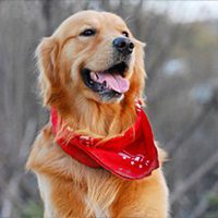 可爱狗狗头像情侣头像