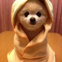 可爱狗狗头像+微信