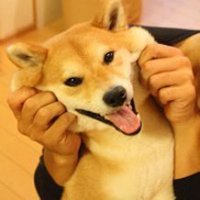 可爱狗头像漫画可爱